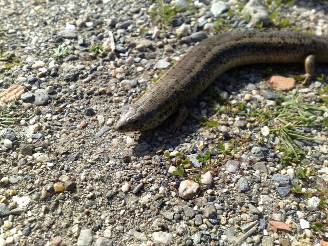 Gongilo (Chalcides ocellatus)